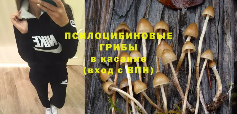 Псилоцибиновые грибы Cubensis  ОМГ ОМГ ONION  Дудинка 